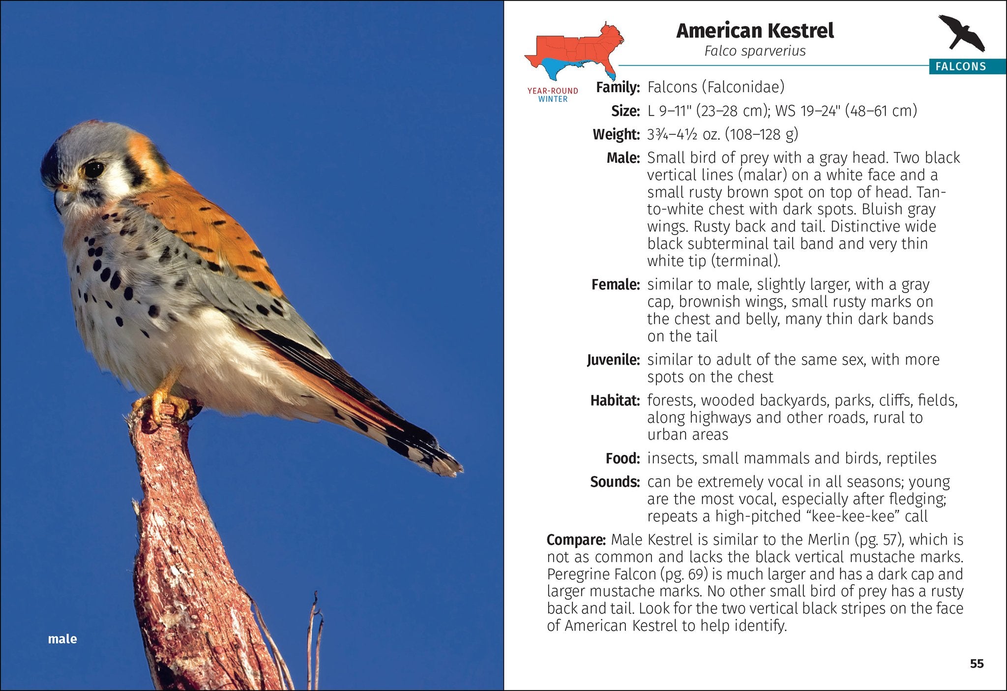 Cover image for Birds of Prey of the South Field Guide ISBN 9781647556310